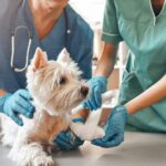 RECO modern animal for pampered pets